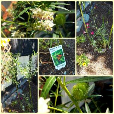 Asclepias