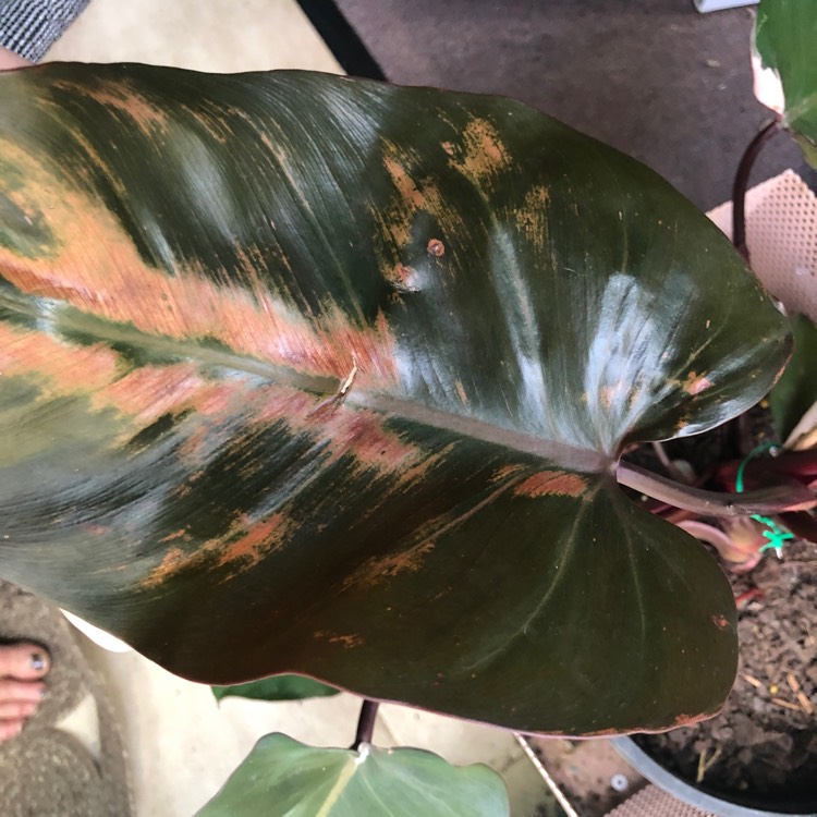 plant image 1243815 plant image 1243815