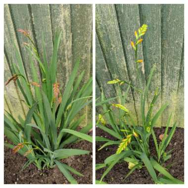 Crocosmia
