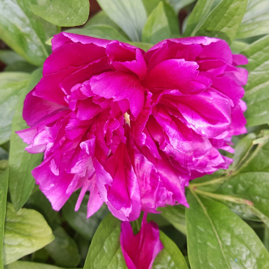 Stacey's garden
