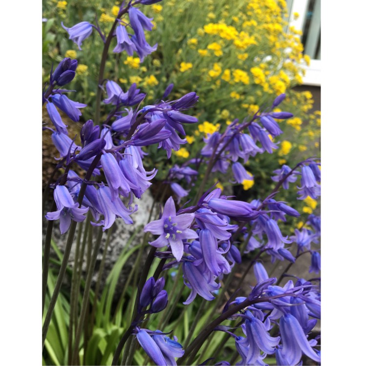 Plant image Hyacinthoides x massartiana