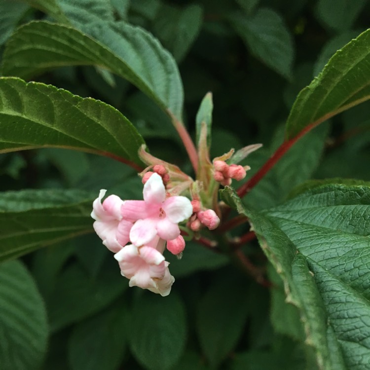 Plant image Viburnum x bodnantense