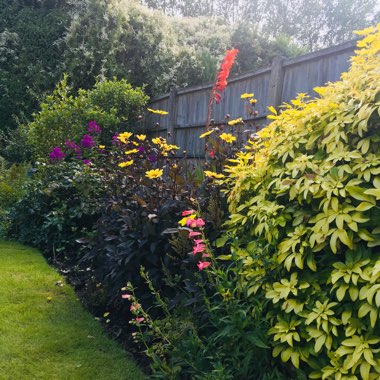 Stacey's garden