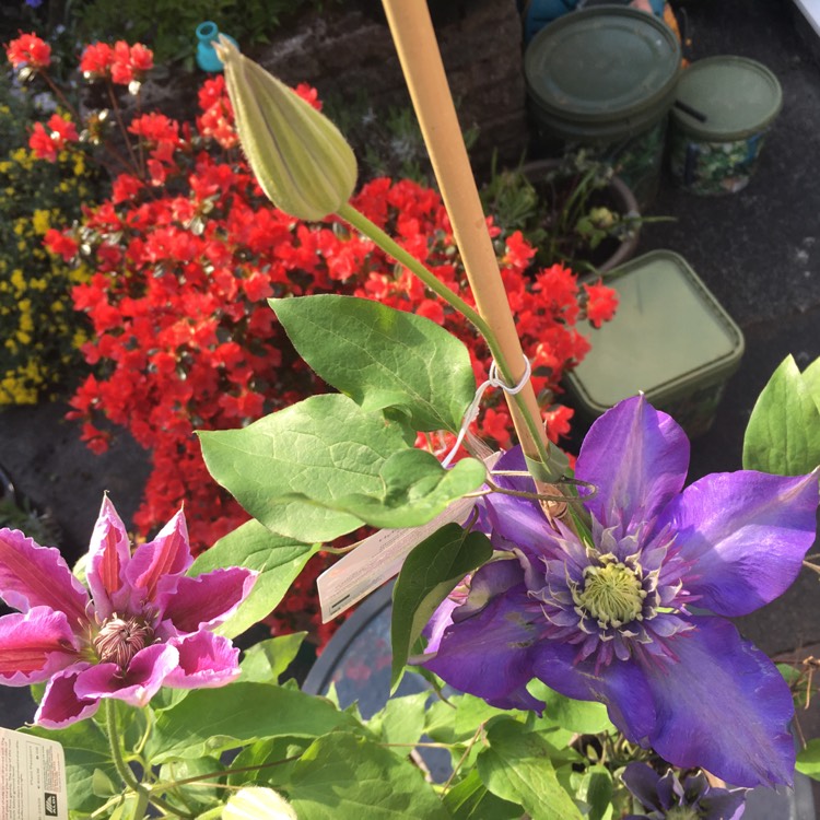 plant image 1272480