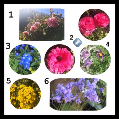 Stacey's garden