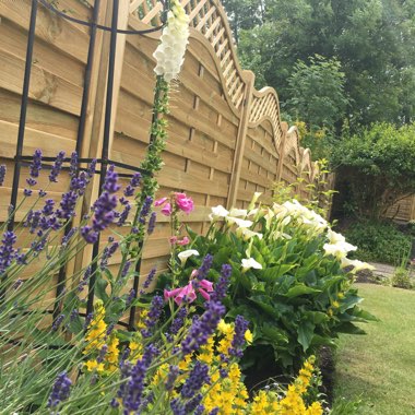 Stacey's garden