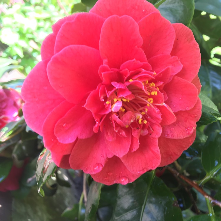 Plant image Camellia japonica 'Lady Campbell'