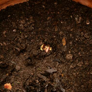 Rheum Rhabarbarum