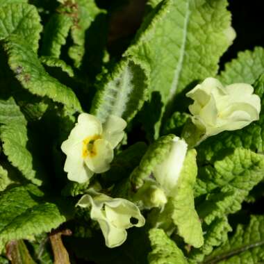 Native Primrose