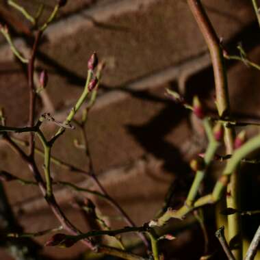 Blueberry 'Goldtraube'