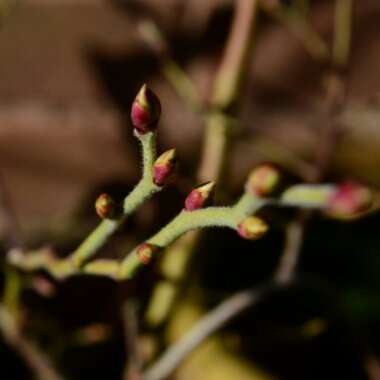 Blueberry 'Goldtraube'