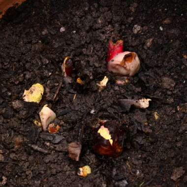 Rhubarb