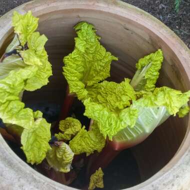 Rhubarb