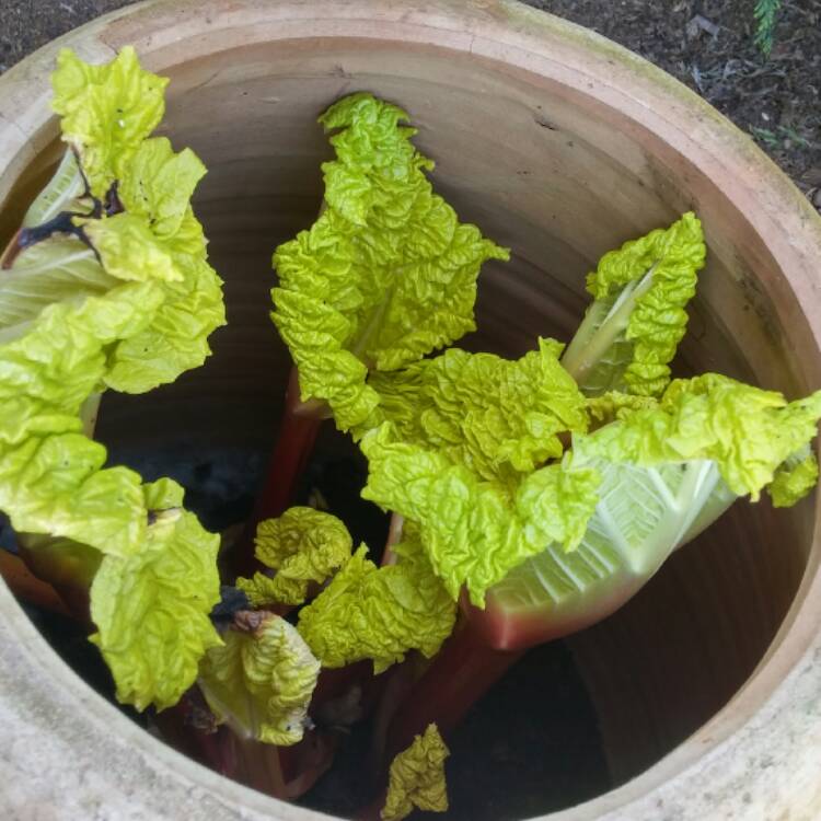 plant image 342274