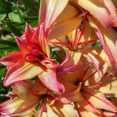 Lily