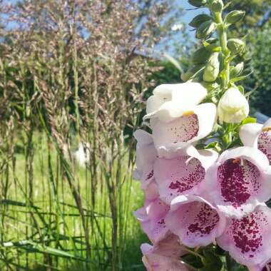 Foxglove