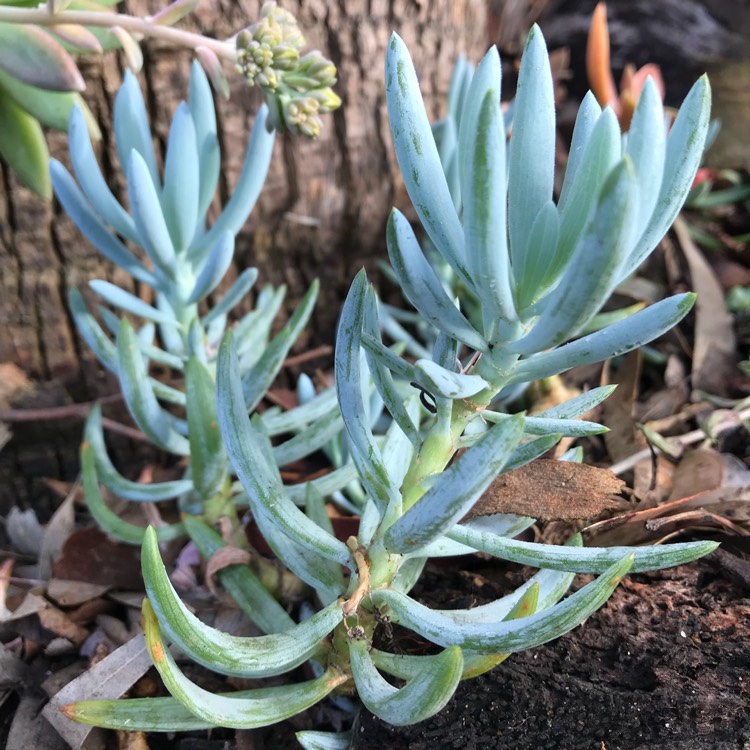 plant image 840302