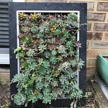 Stacey's garden