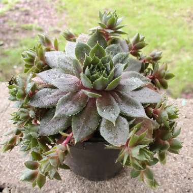 Sempervivum