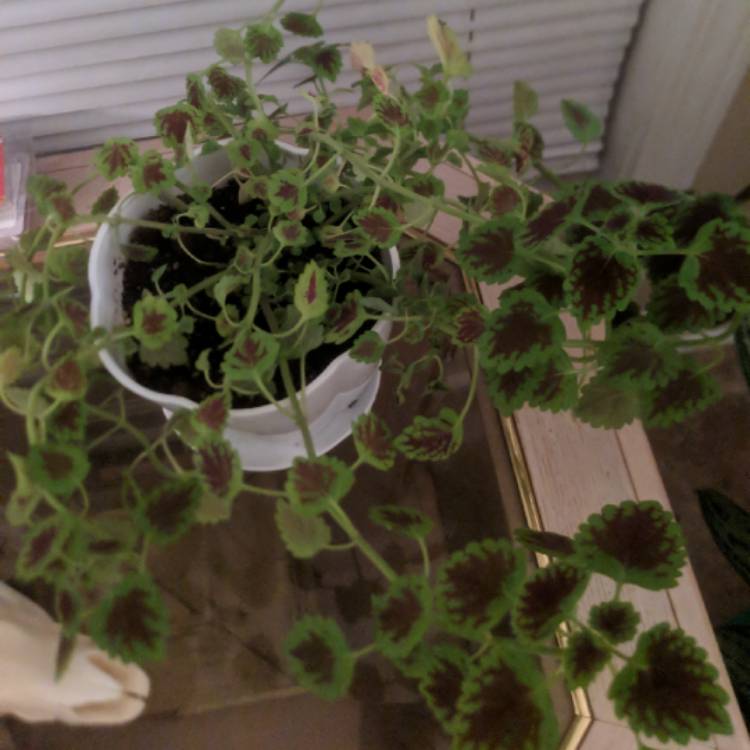 plant image 1192189