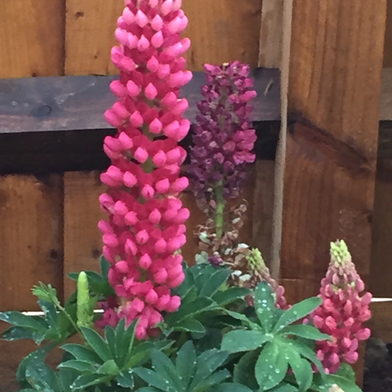 plant image 107007
