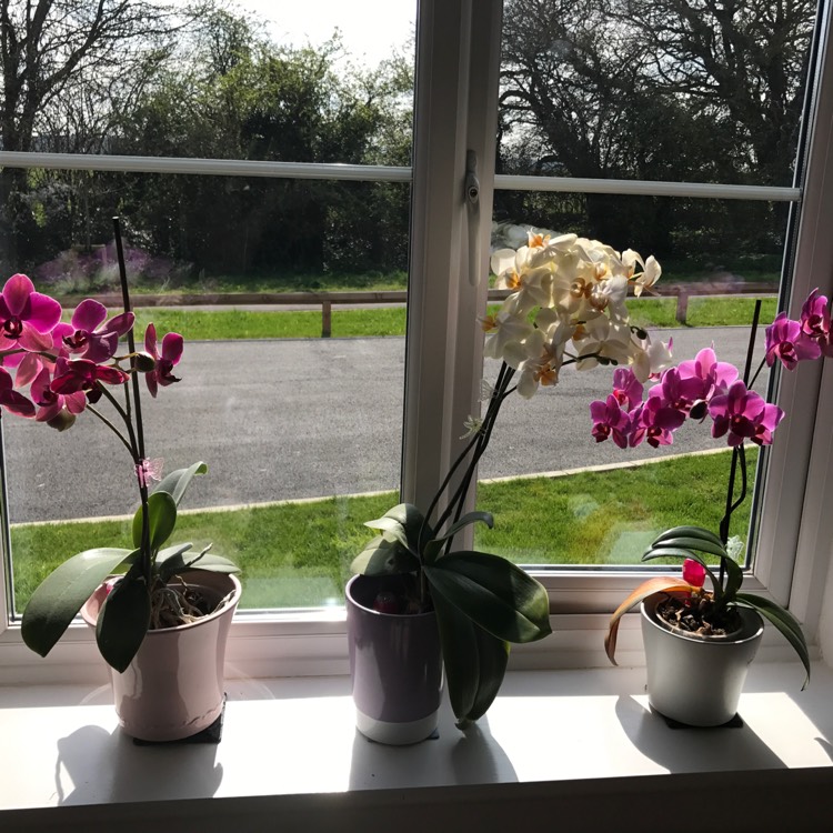 plant image 349794