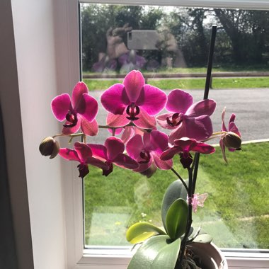 Orchid