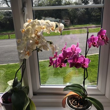 Orchid
