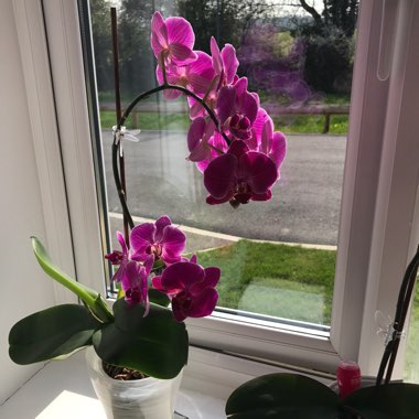 Orchid