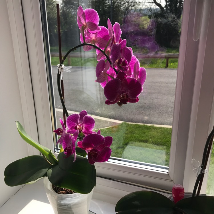 plant image 349799