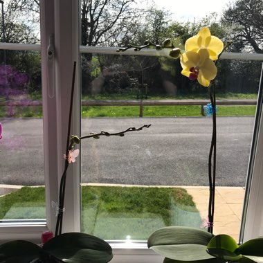 Orchid