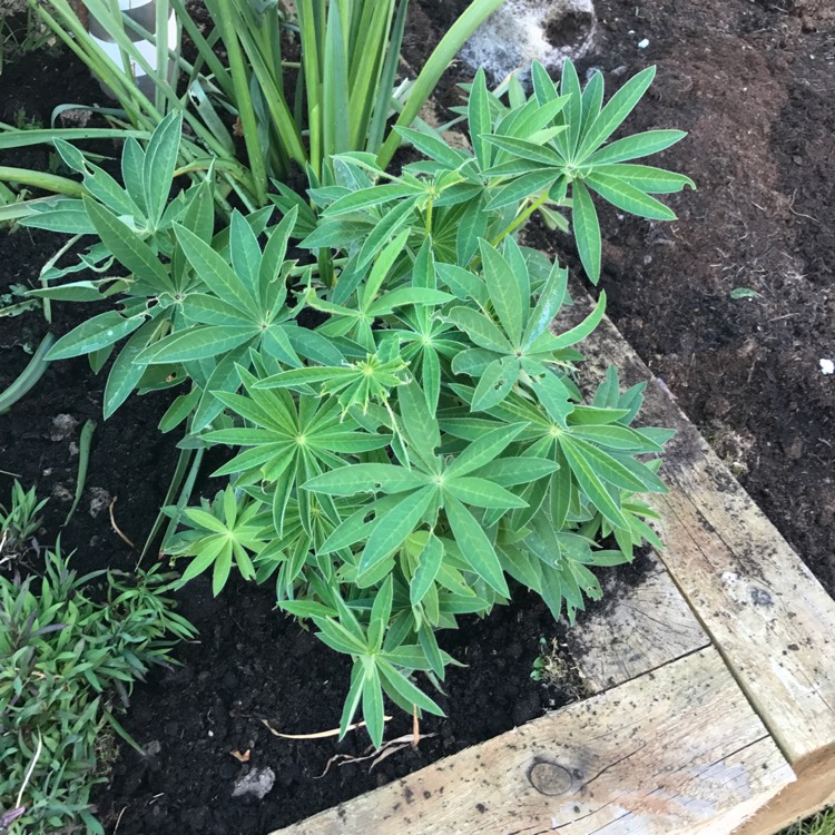 plant image 374607