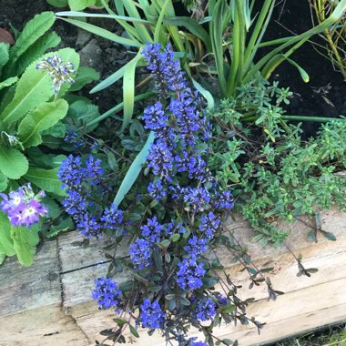 Joanne's garden