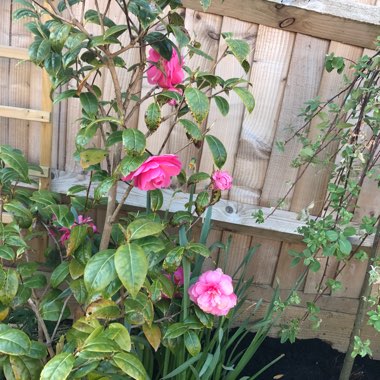 Camellia 'Pink'