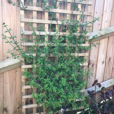 Winter Jasmine