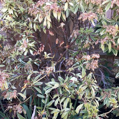 Pieris 'Forest Flame'