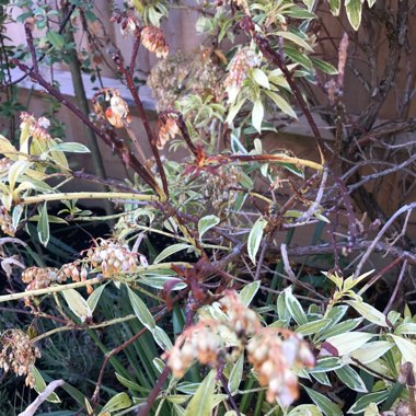 Pieris 'Forest Flame'