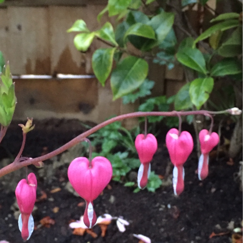 plant image 82846 plant image 82846