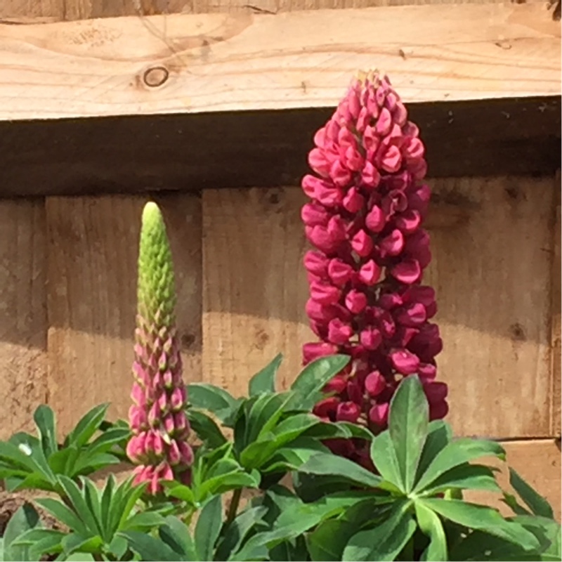 plant image 95523