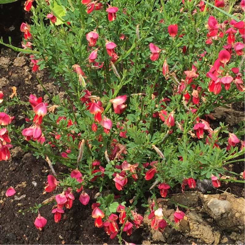 Plant image Cytisus x beanii