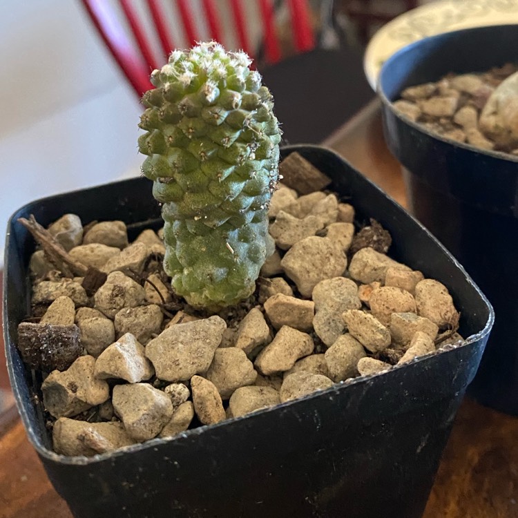 Plant image Tephrocactus articulatus 'Strobiliformis' syn. Tephrocactus articulatus var. strobiliformis