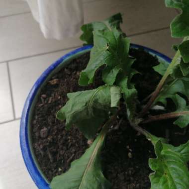 Gerbera