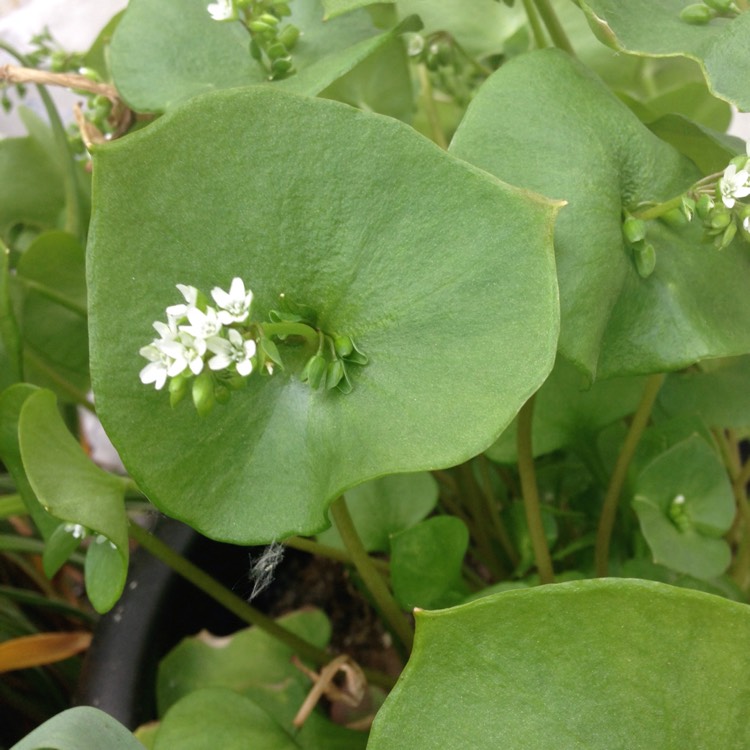 Plant image Claytonia sibirica syn. Montia perfoliata ; Montia sibirica