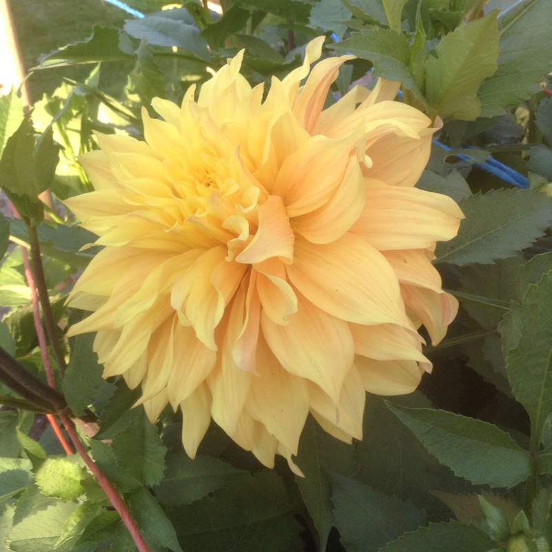 Plant image Dahlia 'Blended Beauty'