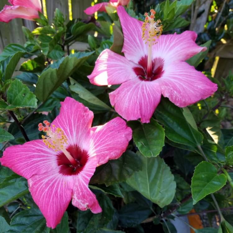 Plant image Hibiscus rosa-sinensis 'Athenacus'