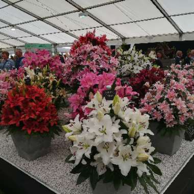 Heather's garden