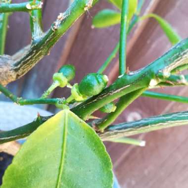 Dwarf Tahitian Lime Tree