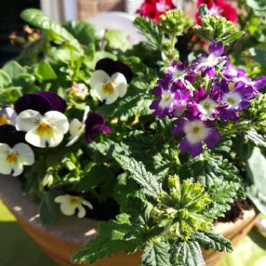 Heather's garden