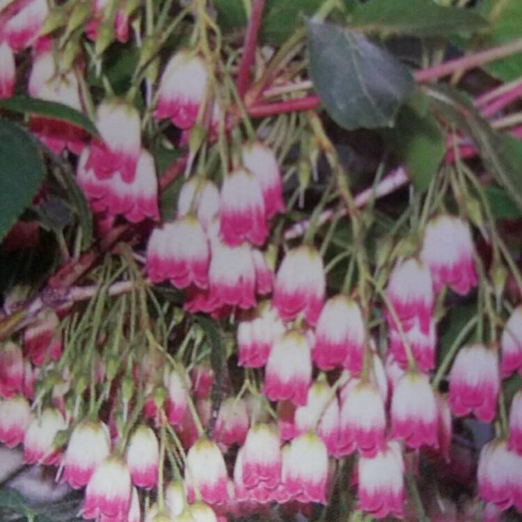 plant image 244971