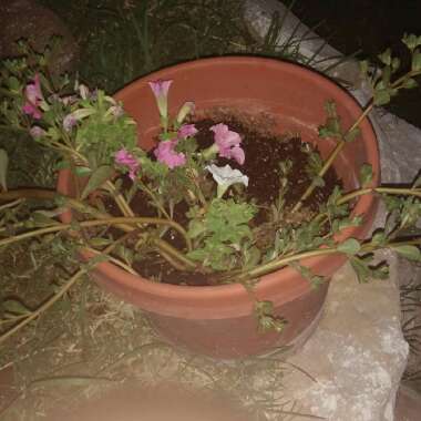 Cassi's garden